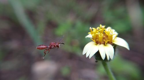 Close-up of insect on flower