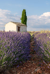 Purple flowering plants on field against sky