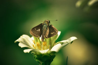 Close-up of moth on white flower