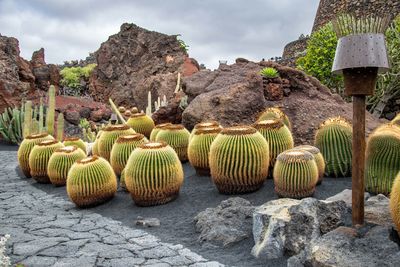 A landscape image of a garden of round cactus plants growing in volcanic soil.