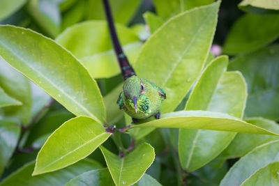 Close-up of insect on leaf