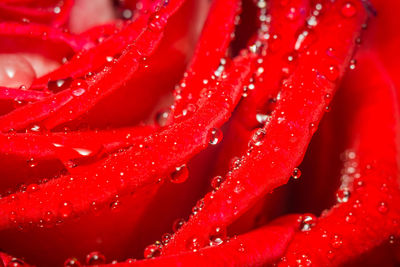 Full frame shot of wet red rose