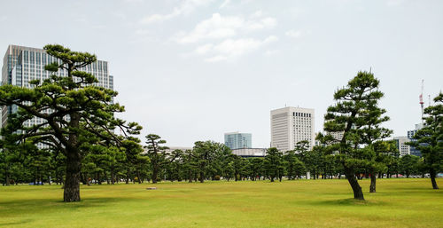 Trees in park against sky