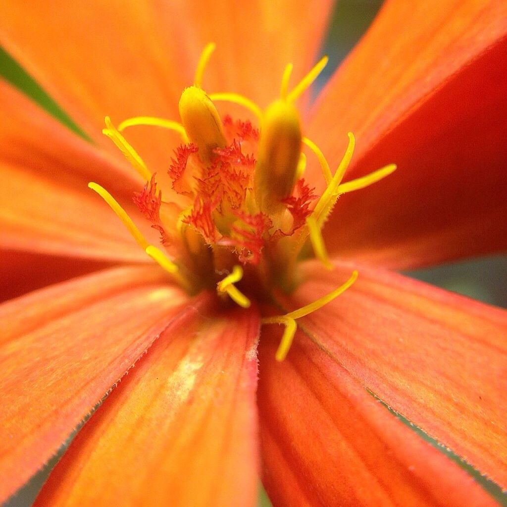 flower, petal, flower head, freshness, fragility, close-up, stamen, single flower, pollen, full frame, beauty in nature, growth, backgrounds, macro, extreme close-up, nature, orange color, selective focus, yellow, natural pattern