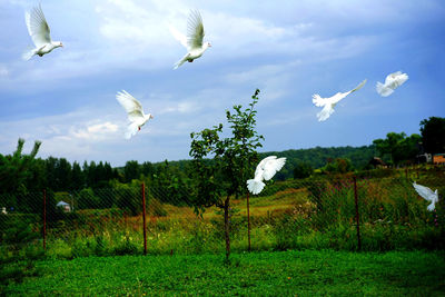 Birds flying over trees against sky