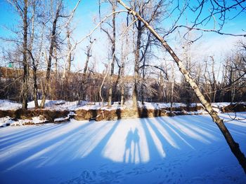 Road amidst bare trees