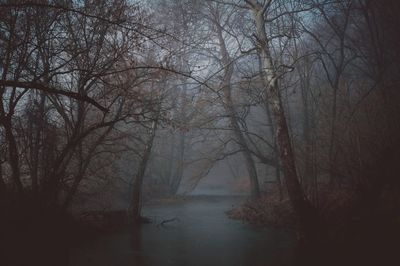 Bare trees in forest