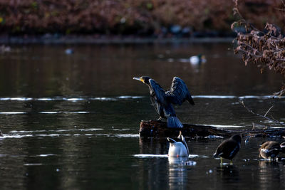 Birds in a lake