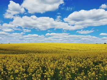 Scenic view of oilseed rape field against sky