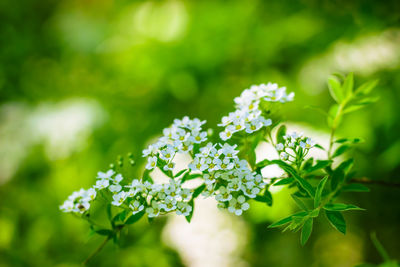 Close-up of flowering plants on land