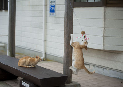 Cat playing in pen