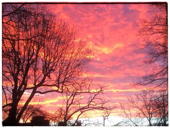 Silhouette of bare tree at sunset