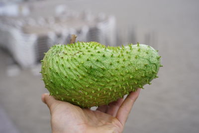 Close-up of hand holding fruit