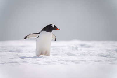 Gentoo penguin on snow holding out flippers