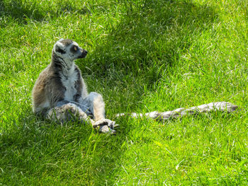 Sheep sitting on field