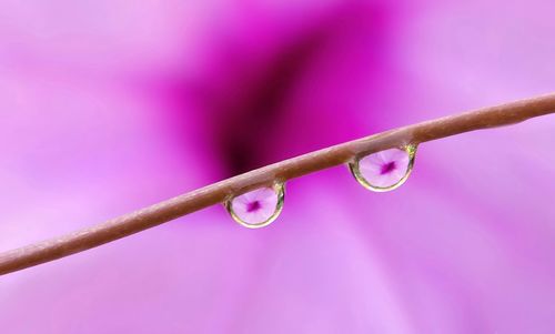 Close-up of water drops on pink flower