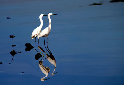 Great egrets with reflection in lake