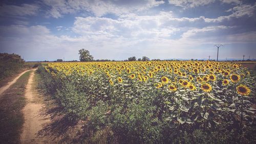 View of field against sky