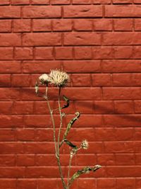 Close-up of red flower against brick wall