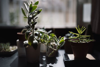Close-up of potted plant on table