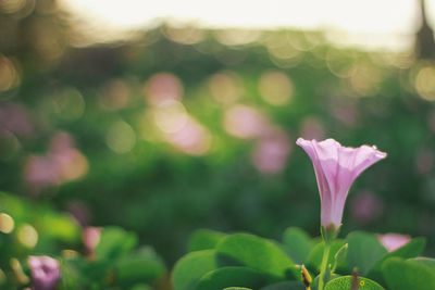 Close-up of pink flowering plant