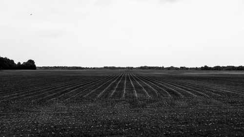 Scenic view of field against clear sky