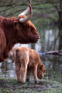 Cow standing with calf by lake