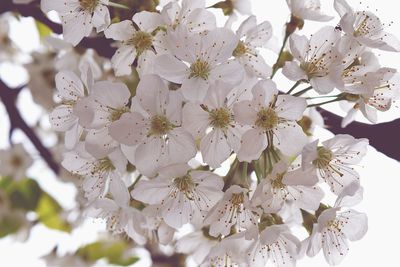 Close-up of white flowers blooming in park