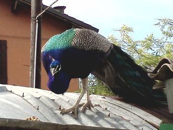 Close-up of bird perching outdoors