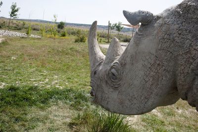 Close-up of horse on field