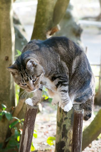 Cat on wooden posts against tree