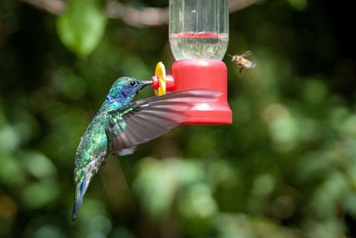 Close-up of a bird flying