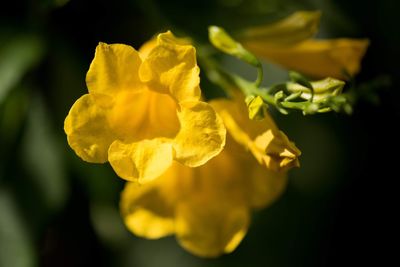 Close-up of yellow flowering plant