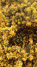 Close-up of yellow flowering plants