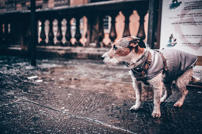 Dog looking away outdoors