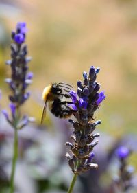 Close-up of bee pollinating on flower