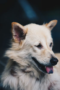 Close-up of dog looking away