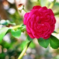 Close-up of pink rose