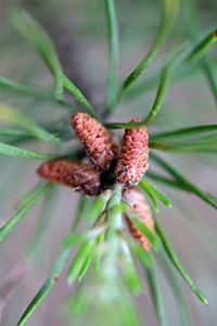 Close-up of flower growing outdoors