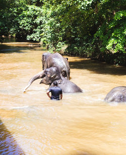 View of a dog in the water