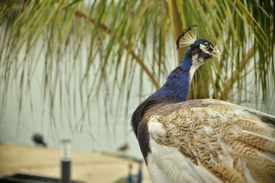 Close-up of a bird