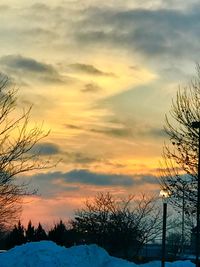 Snow covered plants against sky during sunset