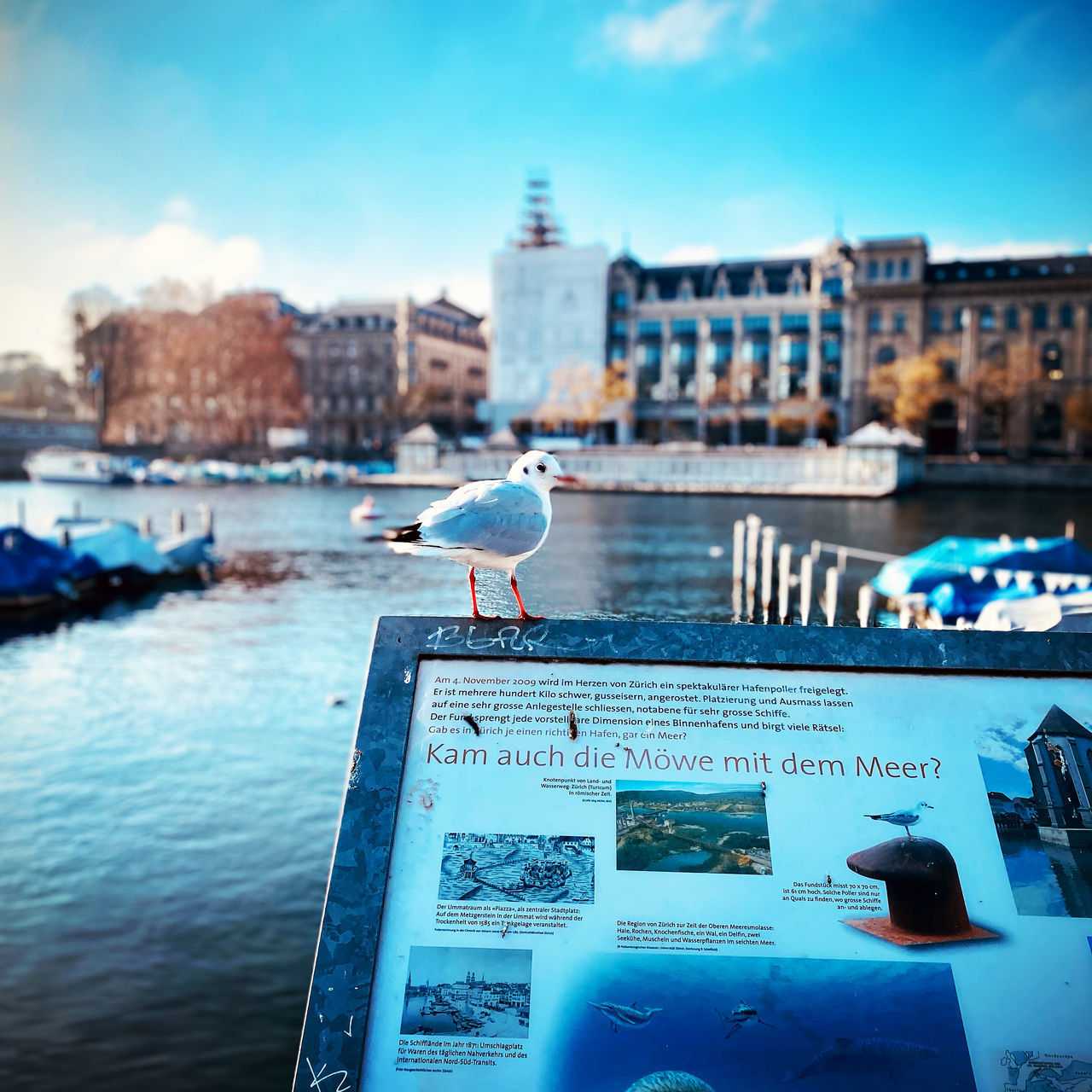 SEAGULL PERCHING IN A CANAL