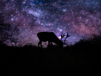 Silhouette of horse on field against sky at night