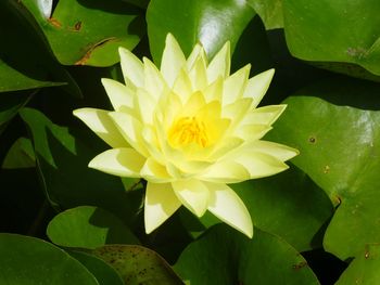 Close-up of yellow water lily blooming outdoors