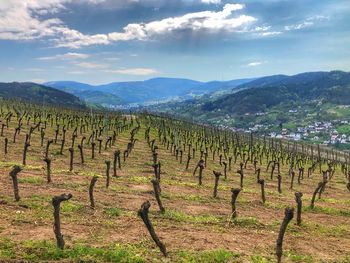 Scenic view of vineyard against sky