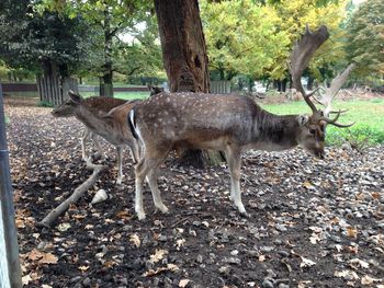 Deer standing in a forest