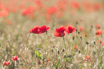 Close-up of red poppy flowers on field