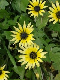 High angle view of yellow flowers blooming outdoors