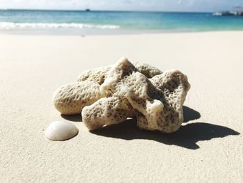 Close-up of seashell on beach